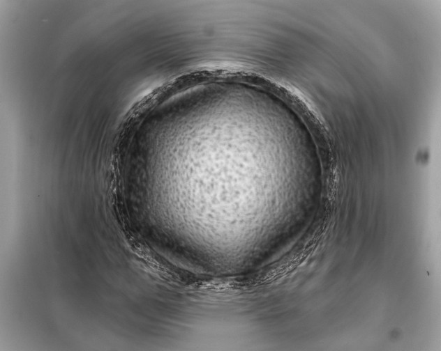 X0000098170967200805080957