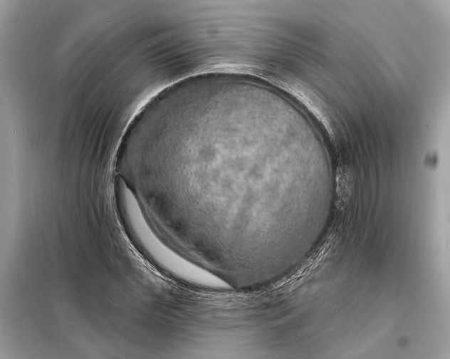 X0000098170972200805080957