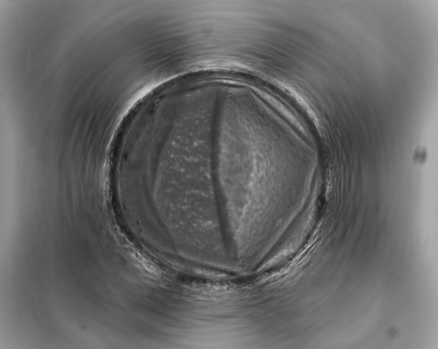 X0000098170975200805080957