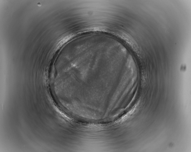 X0000098170977200805080957