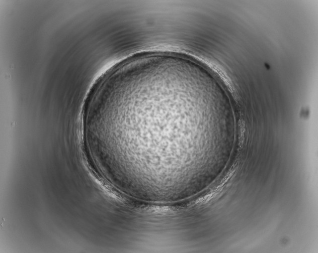 X0000098170982200805080957