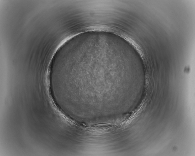 X0000098170983200805080957