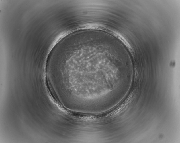 X0000098170994200805080957