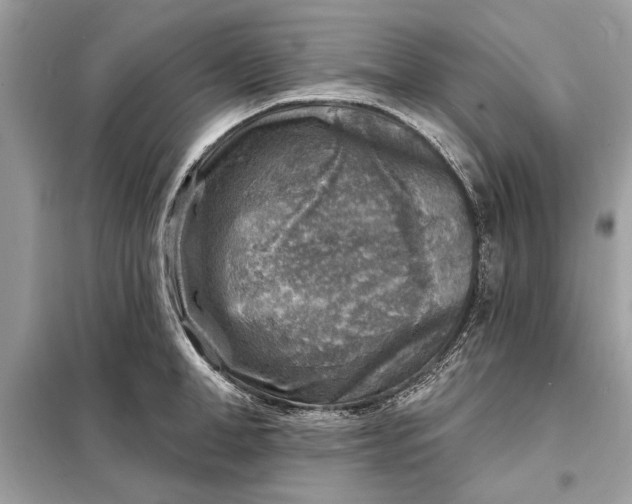 X0000098170998200805080957