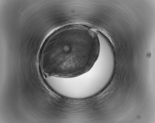 X0000098171024200805080956