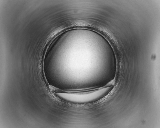 X0000098171025200805080956