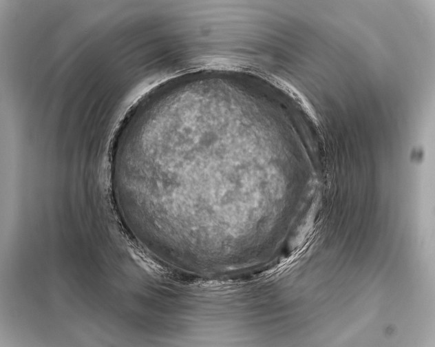 X0000098171027200805080956