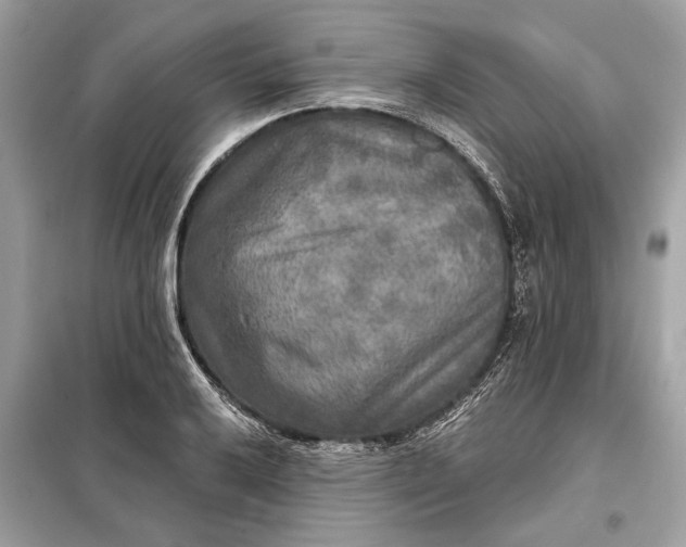 X0000098171032200805080956