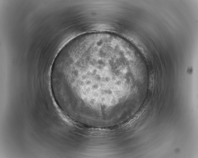 X0000098171039200805080956