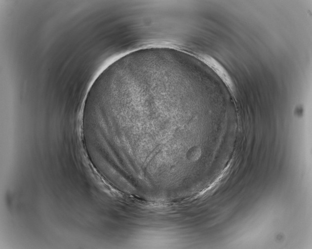 X0000098171052200805080957