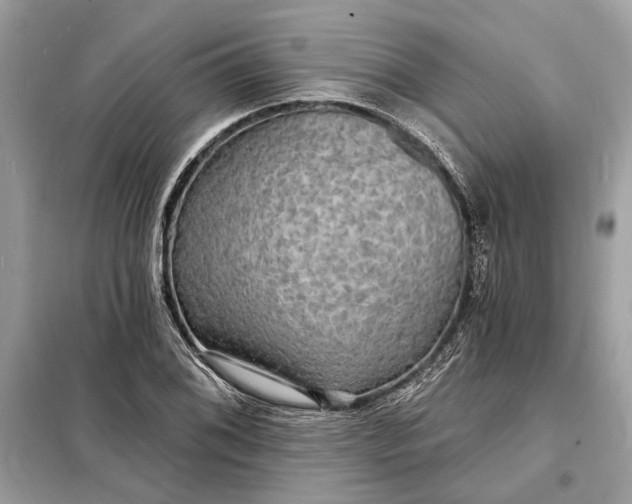 X0000098171076200805080955