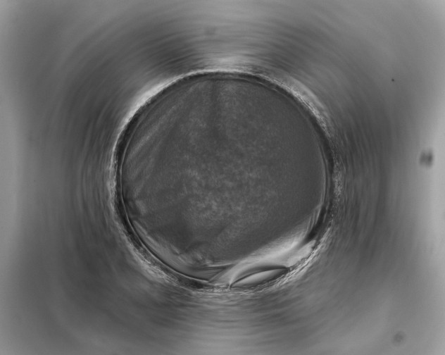 X0000098171077200805080955