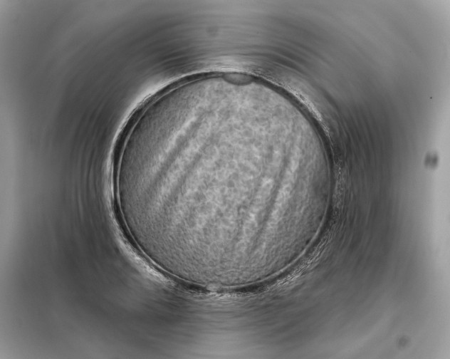 X0000098171080200805080955