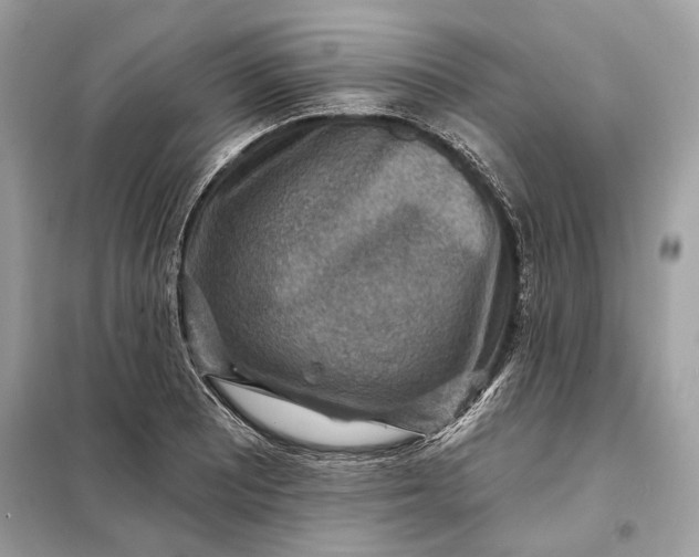 X0000098171081200805080955