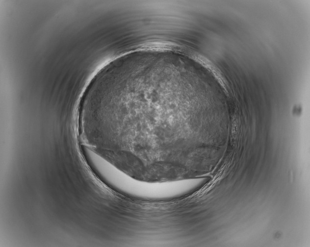 X0000098171083200805080955