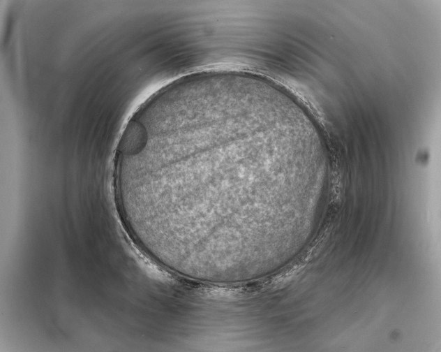 X0000098171086200805080955