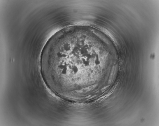 X0000098171087200805080955