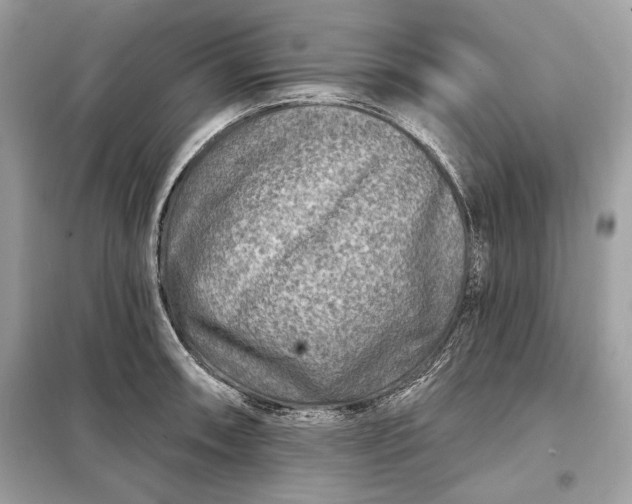 X0000098171090200805080955