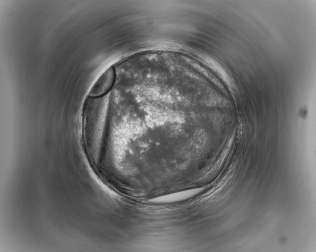 X0000098171095200805080955