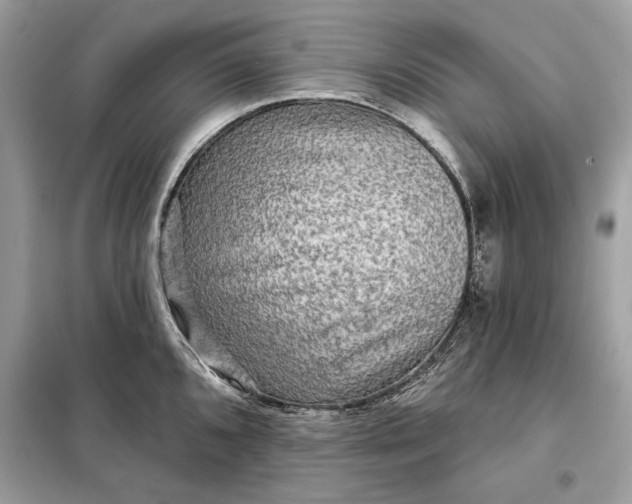 X0000098171096200805080955