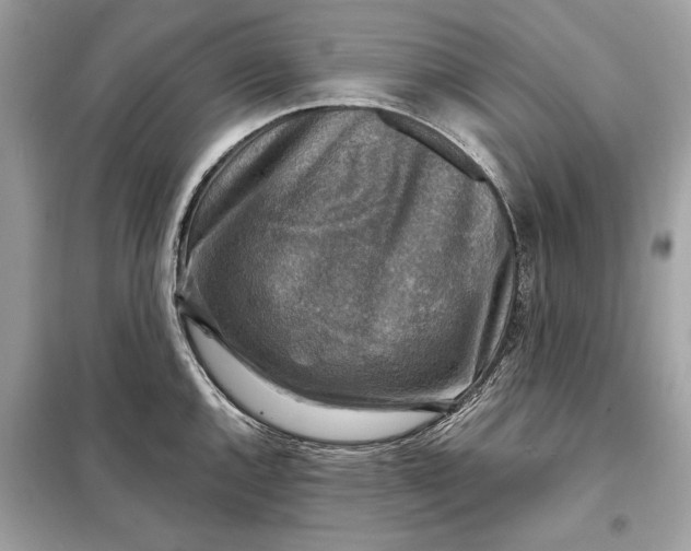 X0000098171144200805080955