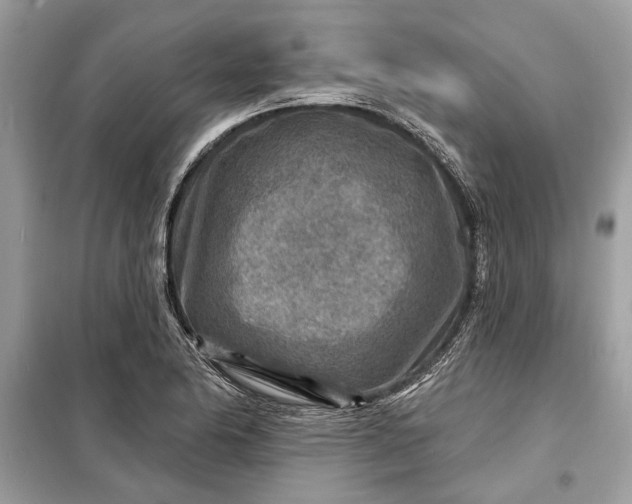 X0000098171174200805080954