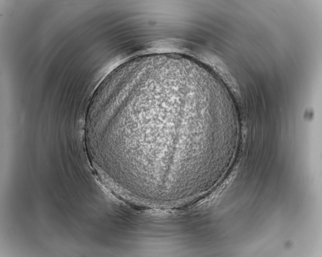 X0000098171185200805080954