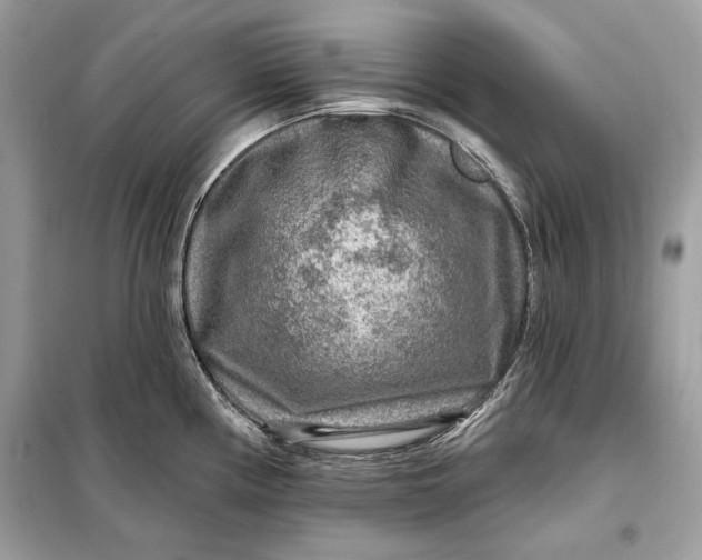 X0000098171194200805080954