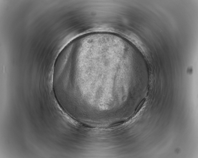 X0000098171228200805080953