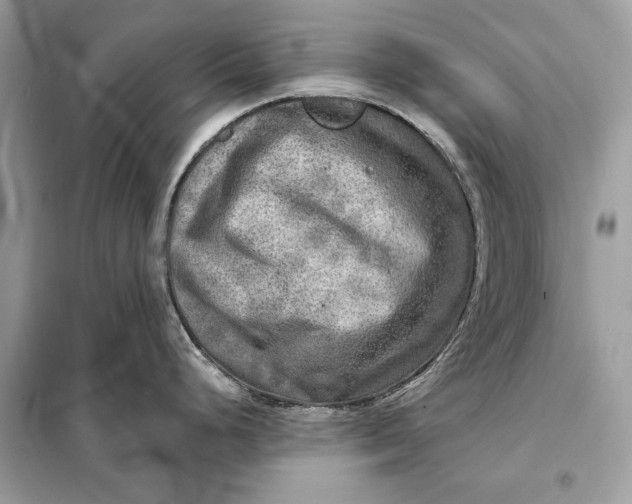 X0000098171248200805080953