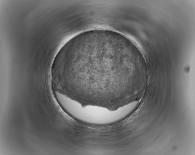 X0000098171287200805080952