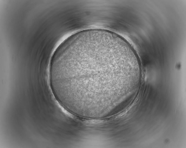 X0000098171294200805080952