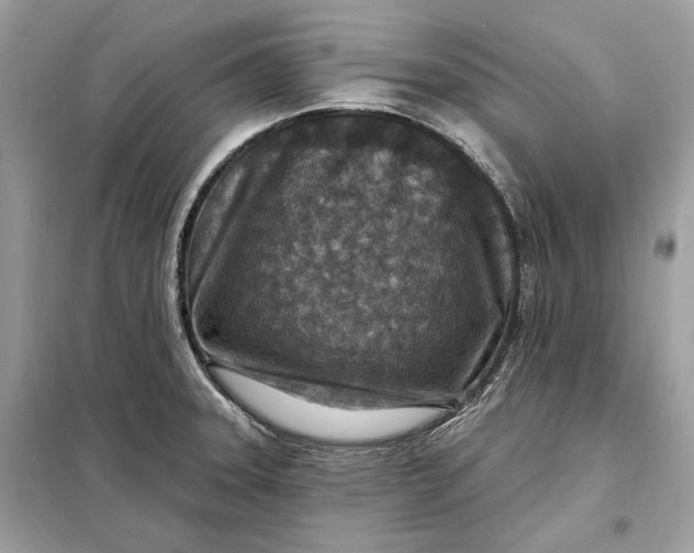 X0000098171331200805080952