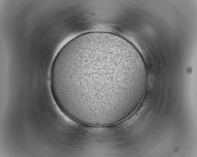 X0000098171387200805080951