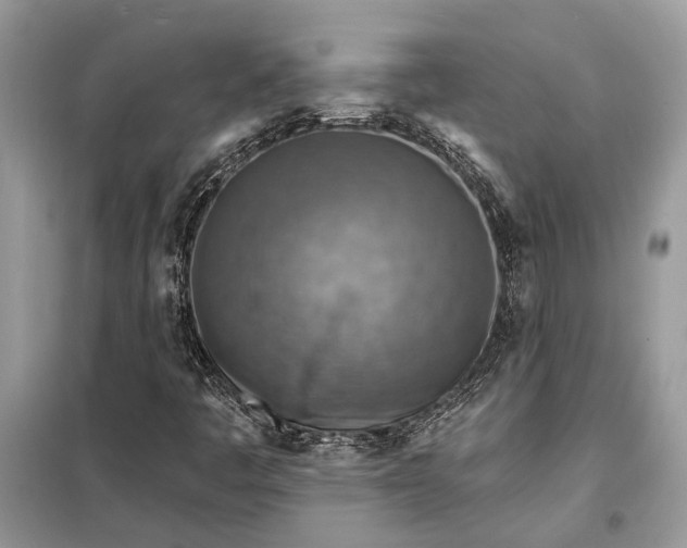 X0000098171445200805080950