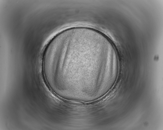 X0000098171504200805080948