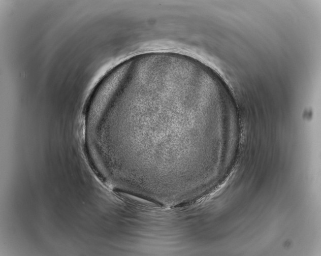 X0000098171509200805080948