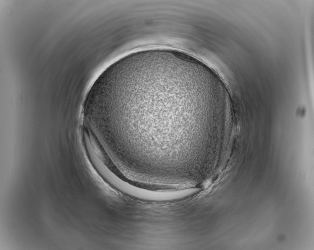 X0000098171524200805080949