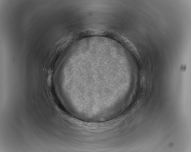 X0000098170026200805151127