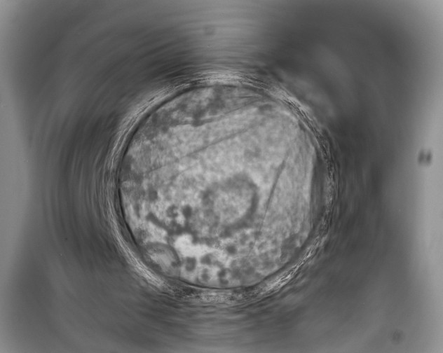 X0000098170049200805151126