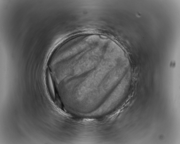 X0000098170055200805151126