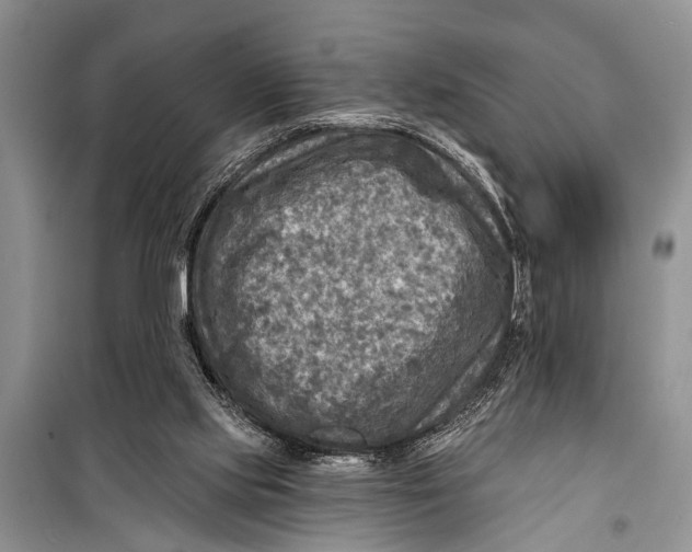 X0000098170061200805151126