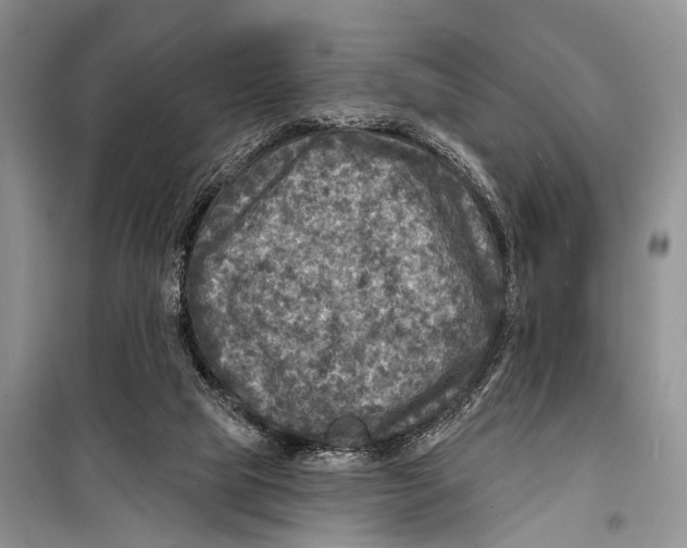 X0000098170065200805151127