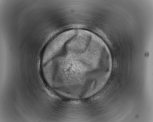 X0000098170110200805151126