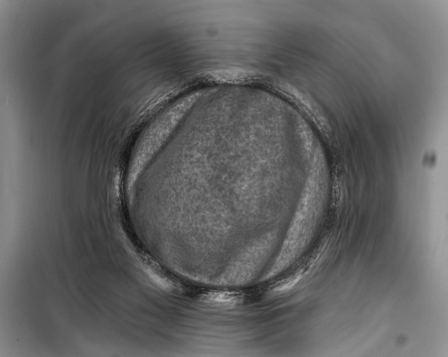 X0000098170117200805151126