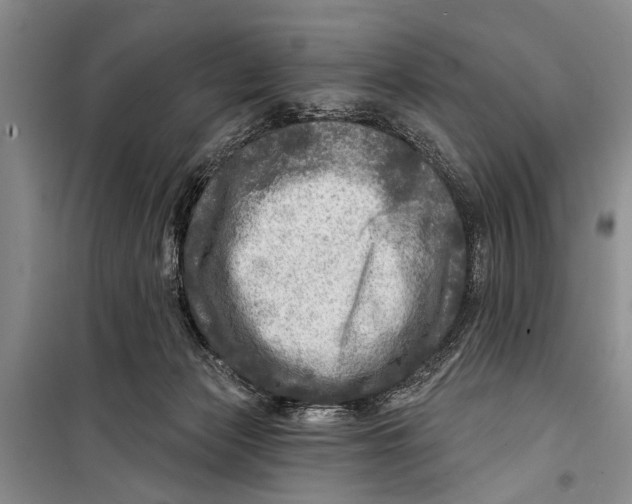 X0000098170173200805151125