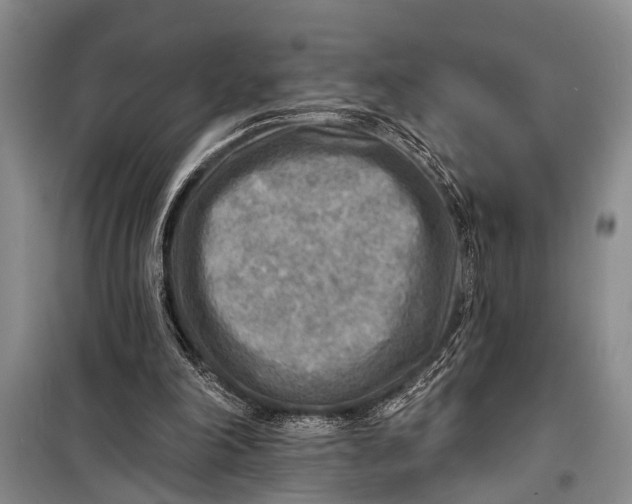 X0000098170198200805151125