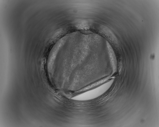 X0000098170229200805151124