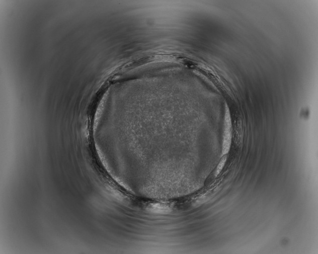 X0000098170232200805151124