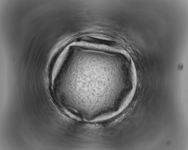 X0000098170245200805151123